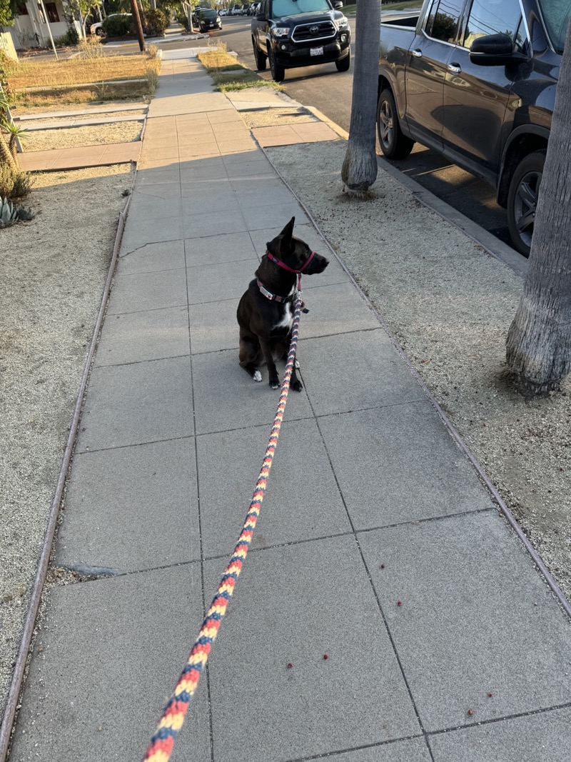 A picture of a black dog named Bowie sitting, taken on August 3 2024 at 7:09 am